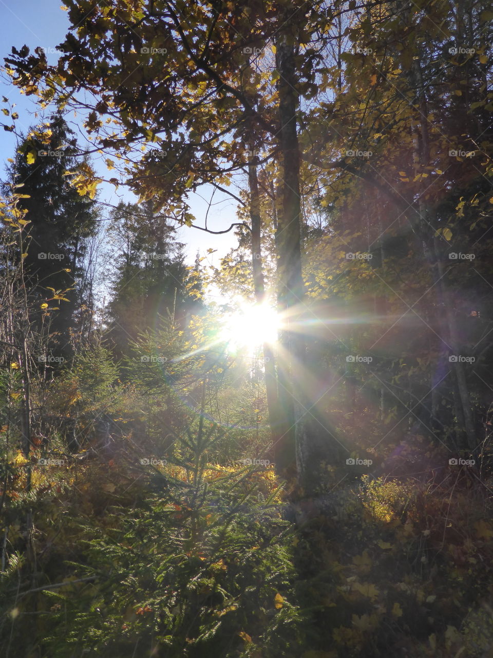 Sunshine in aforistisk in Sweden 