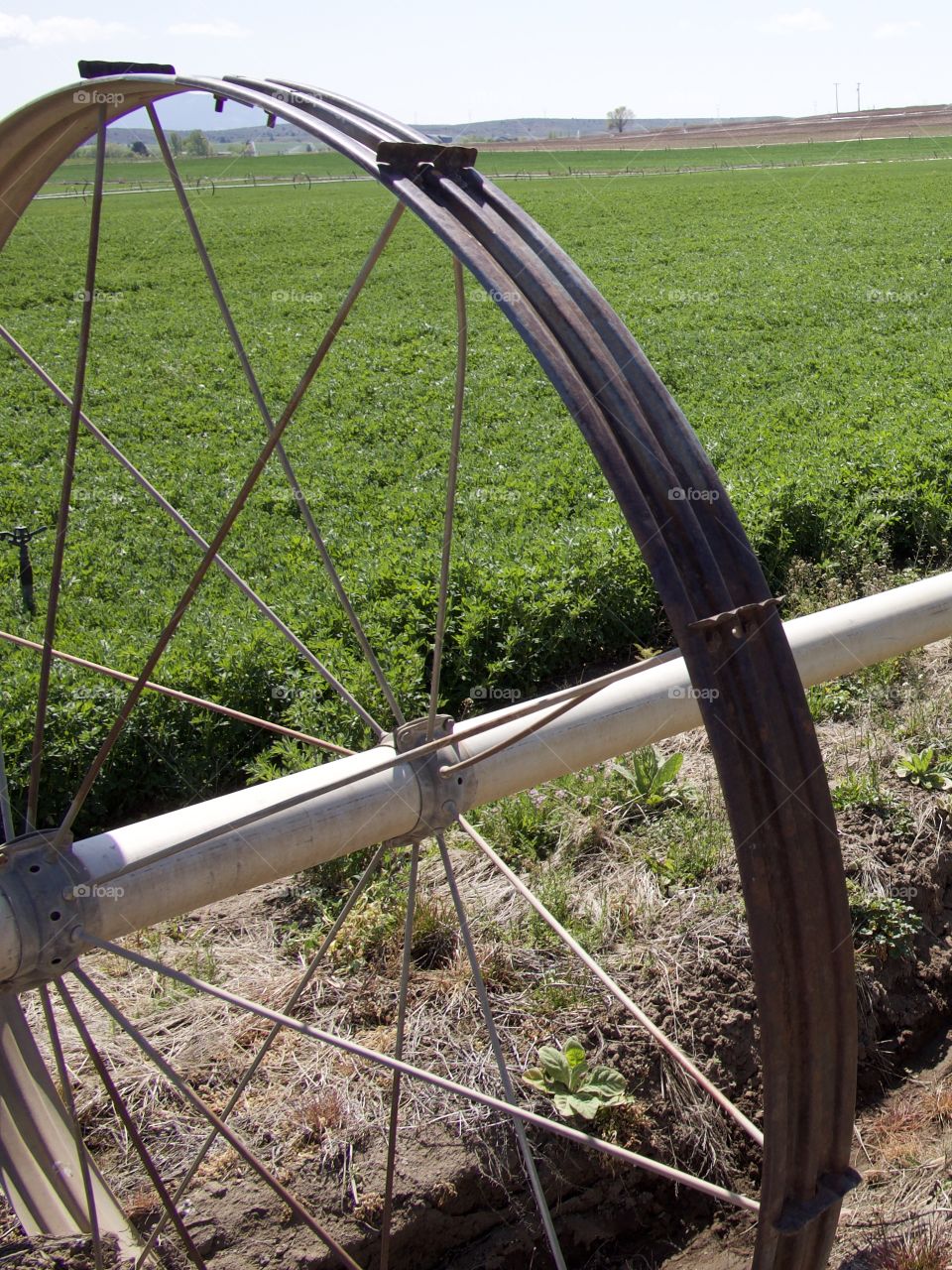 Irrigation wheel lines amongst fresh green spring fields in the farmlands of rural Central Oregon on a sunny morning. 