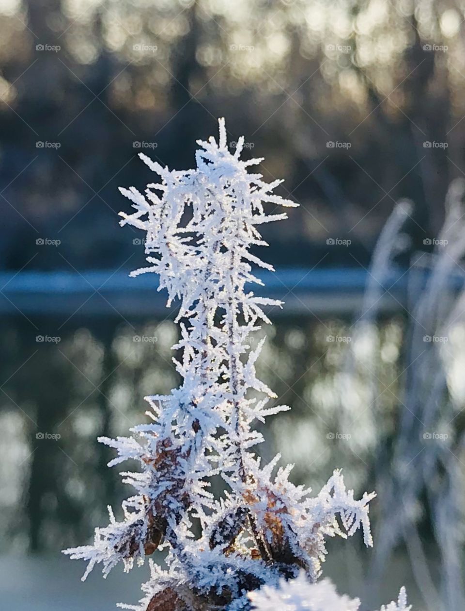 Frosty icicles formation on branches 