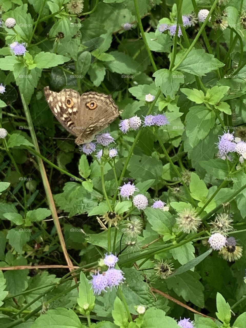 Plants around everywhere, Countryside (Thailand)