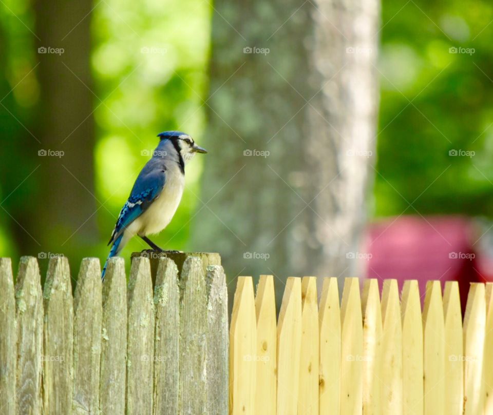 Wildlife , nature, outdoors, fence, color