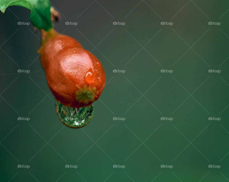 Macro style - Pomegranate bud - Rain drop