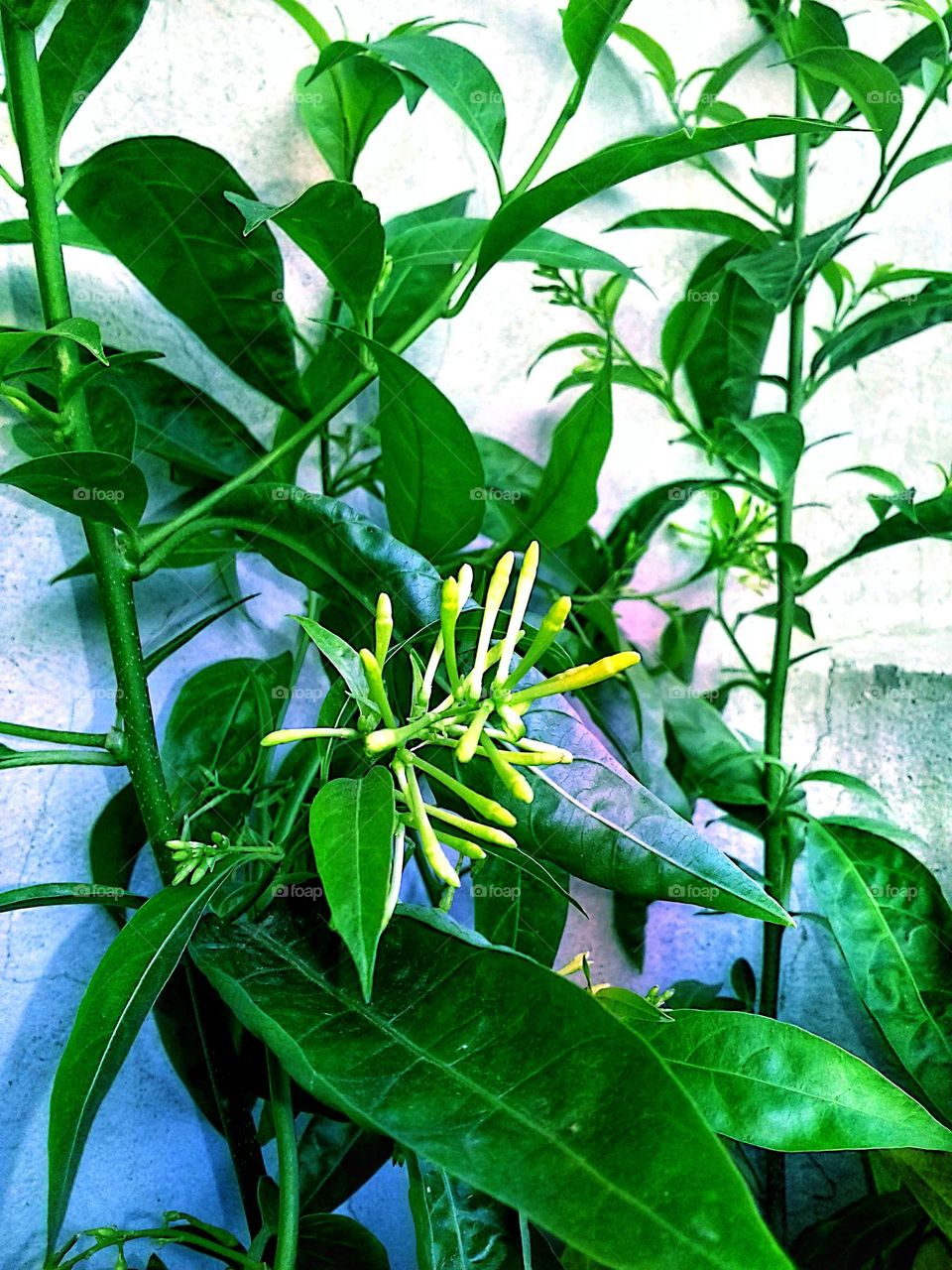 Night-blooming jasmine - plant