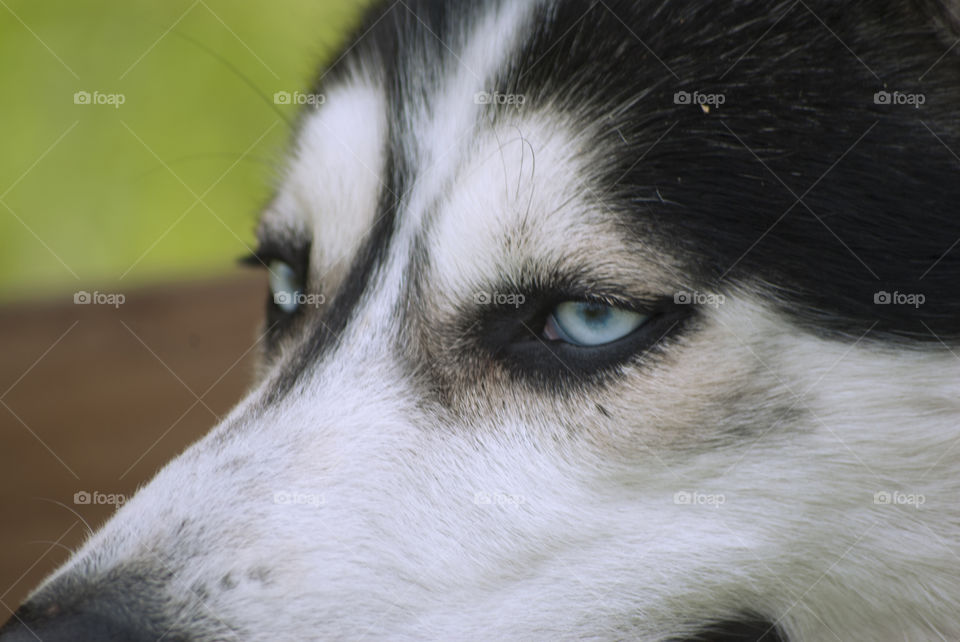 Husky dog