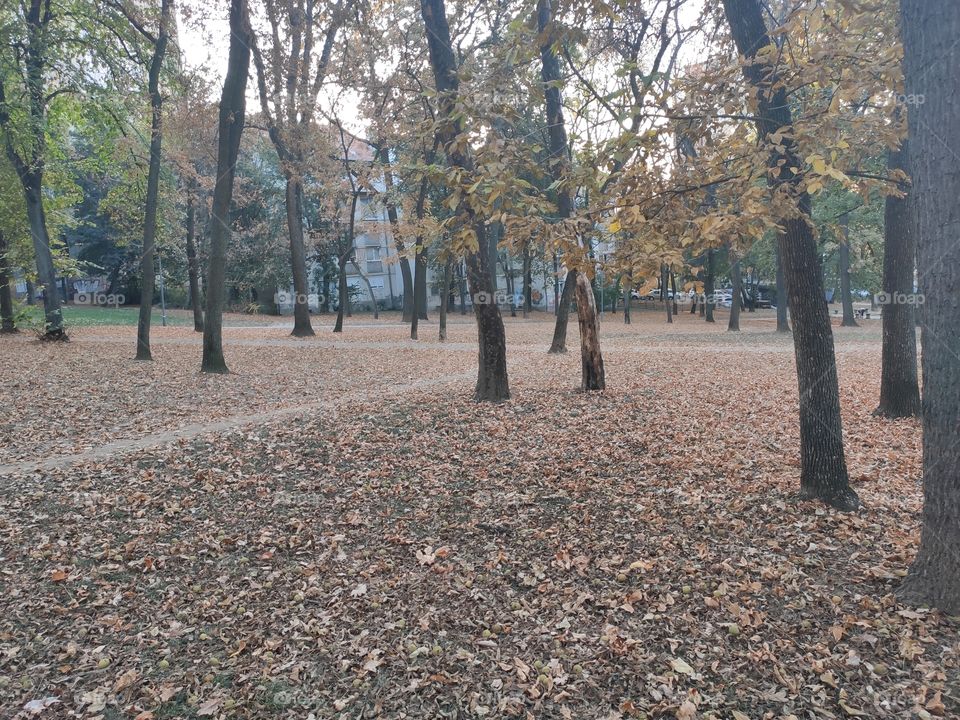 Autumn in park in dusk