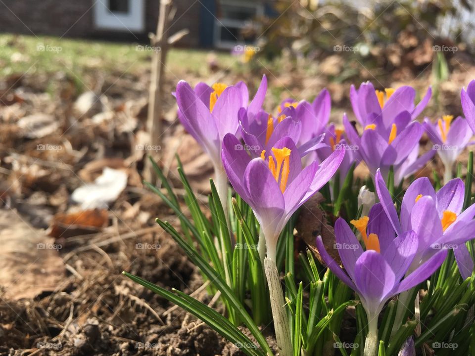 Crocuses 