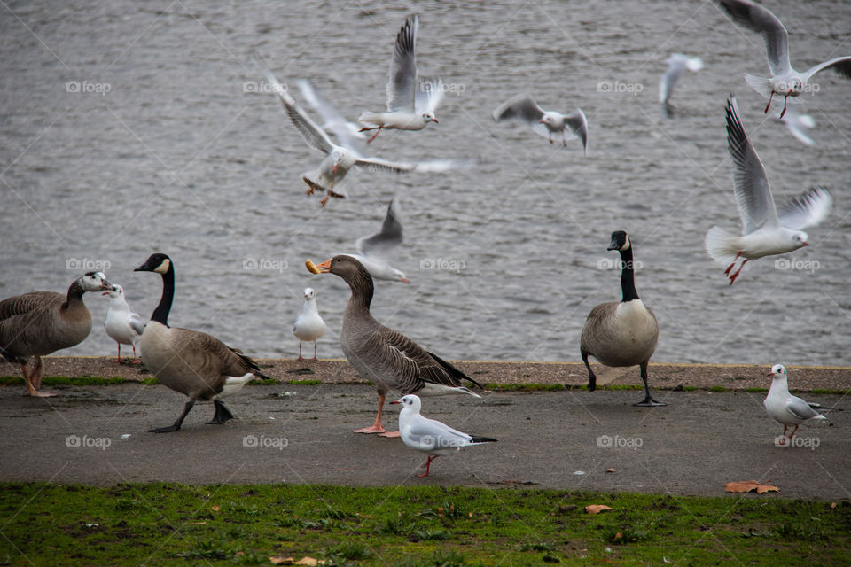 Birds being fed on Victoria Embankment Nottingham