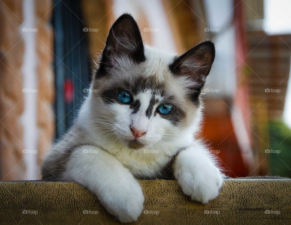 beatiful cat