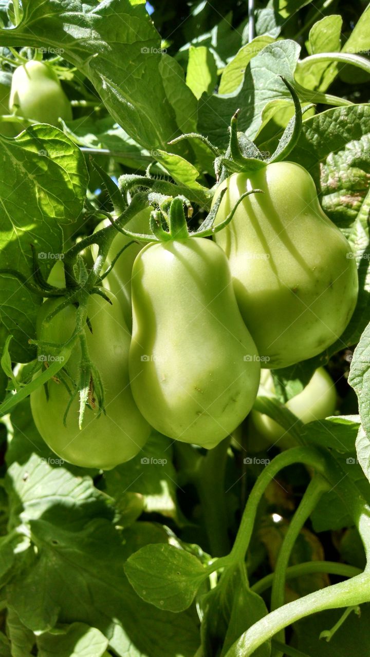 Green tomatoes. tomatoes in my garden.