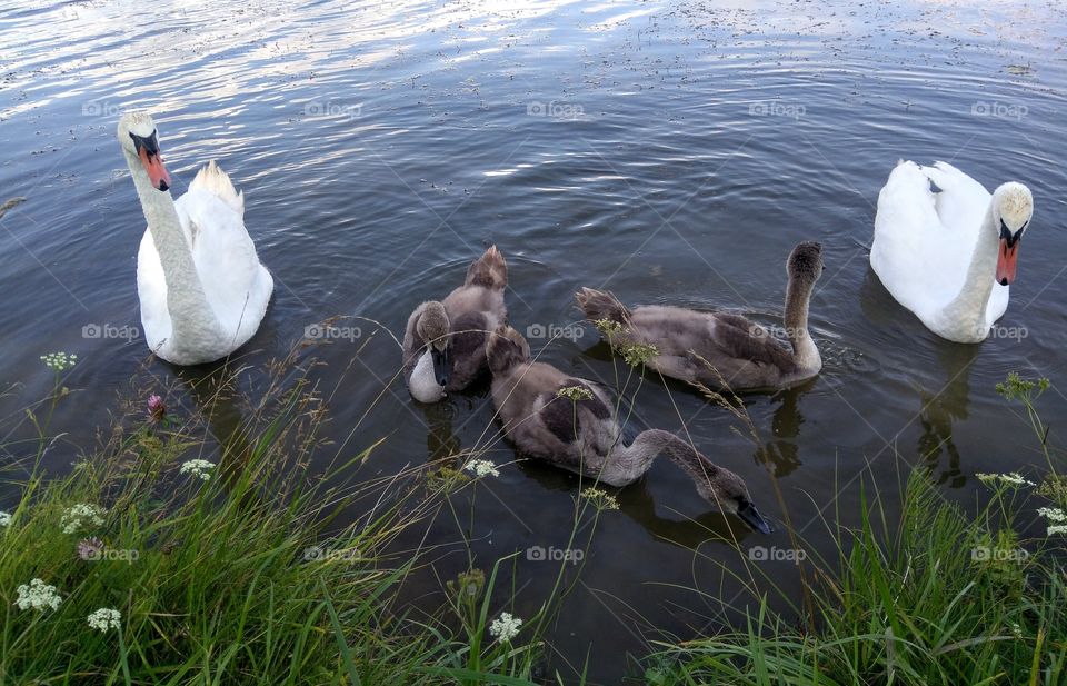 swans family on a lake summer landscape