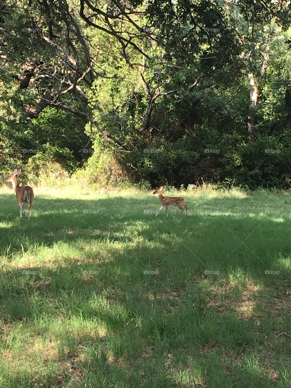 Doe and her fawn. 