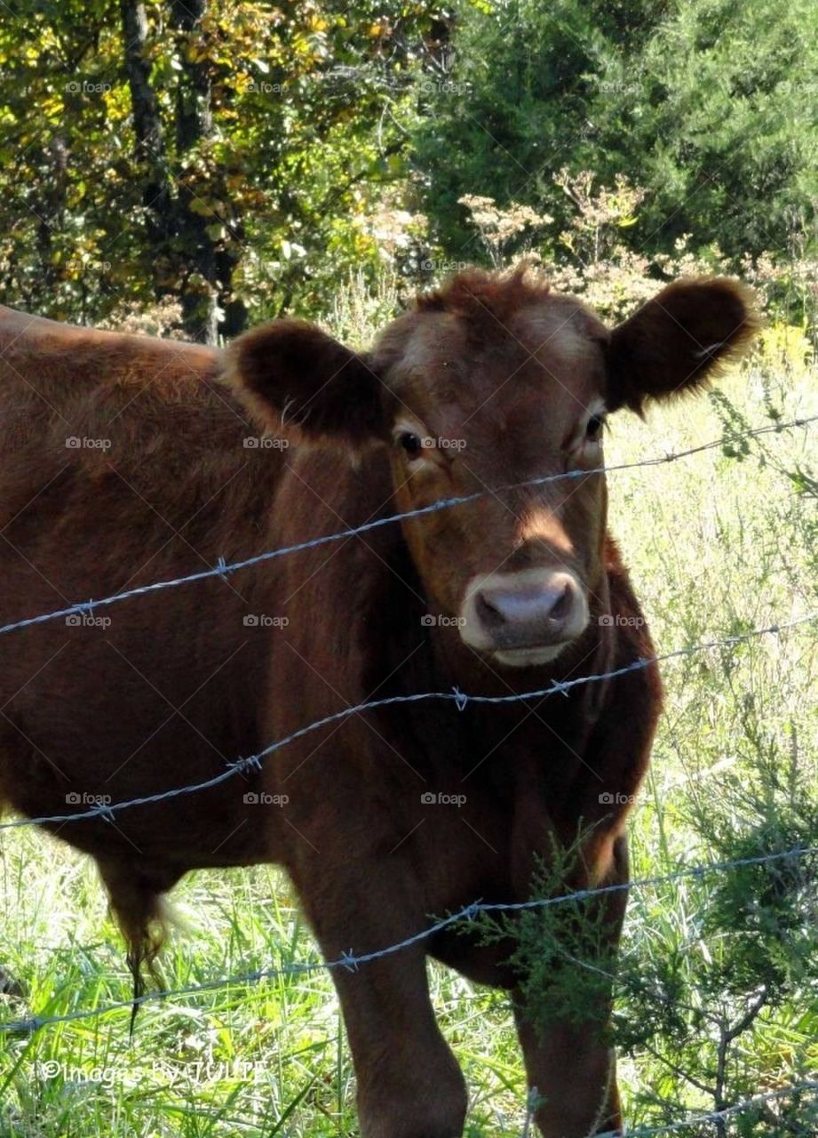 Cow