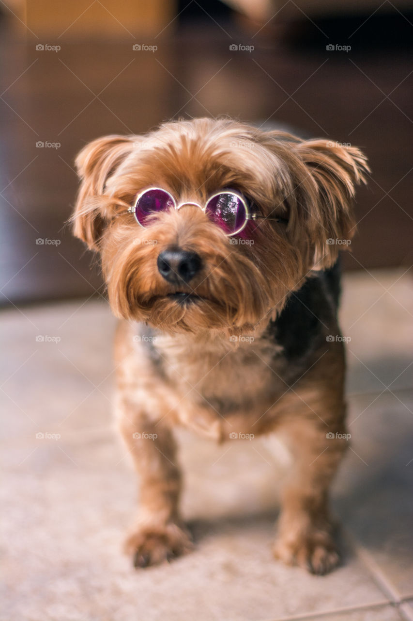 Yorkie Dog Wearing John Lennon Style Glasses 6