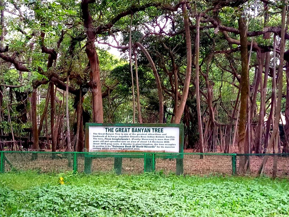 botanical garden .. great banyan tree