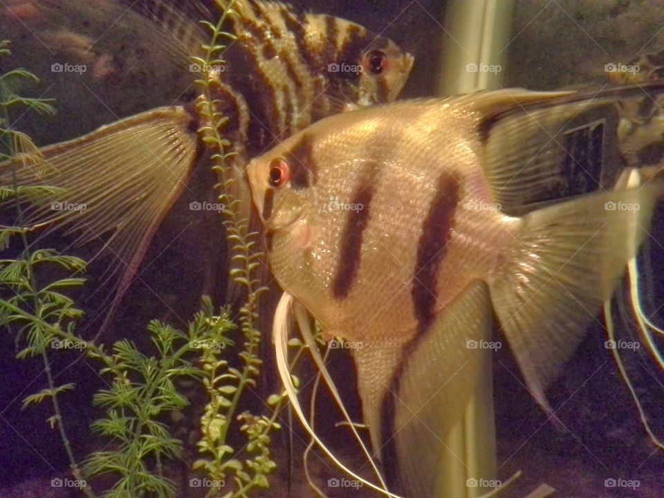 angel fish. aquiarium