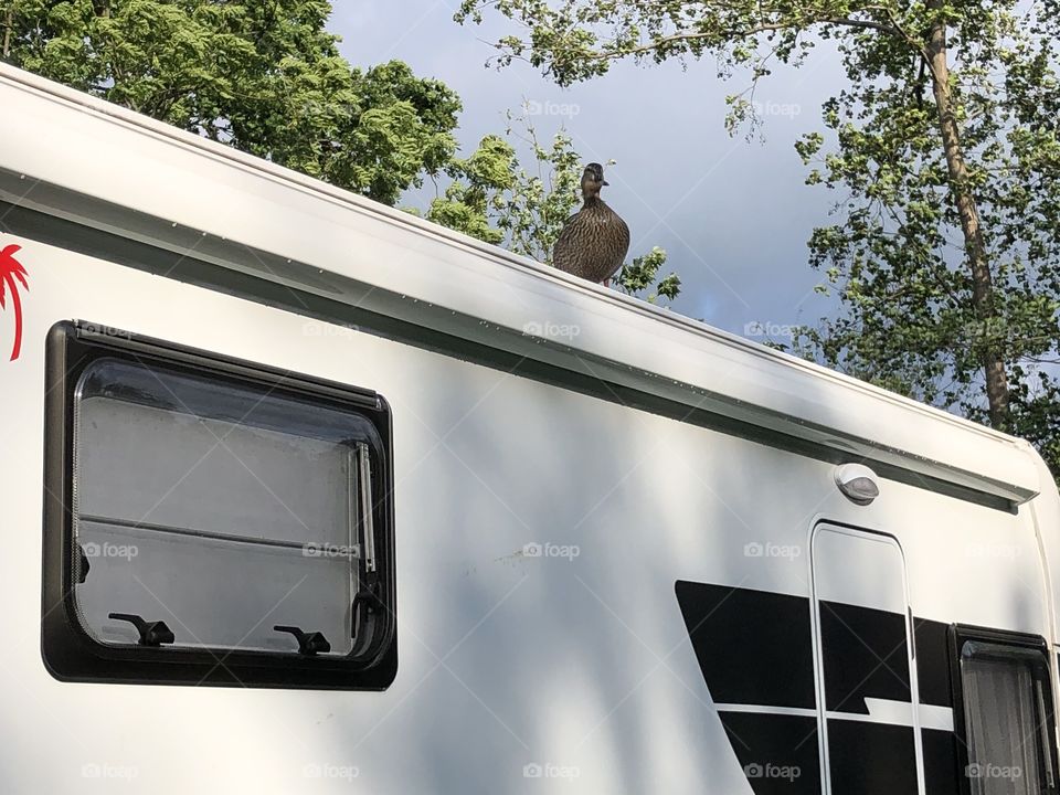 Ente auf Wohnmobil 