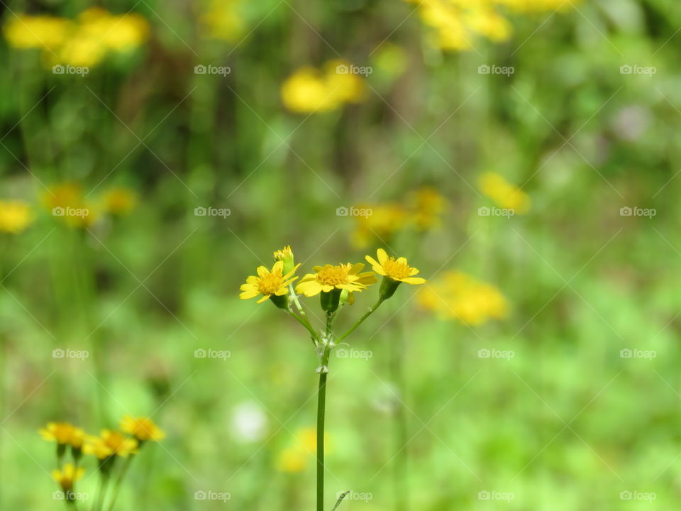 Wildflowers