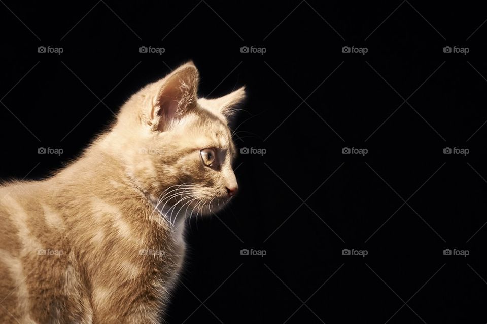 Red kitten on black background. Studio shot. Animals, pets, domestic,