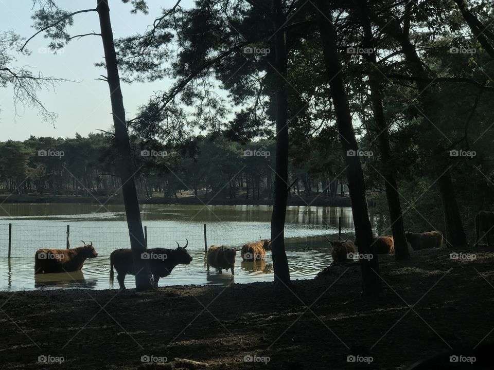 Scottish highlanders cooling time 