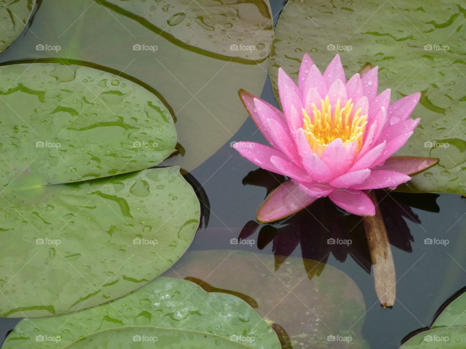Floating lotus