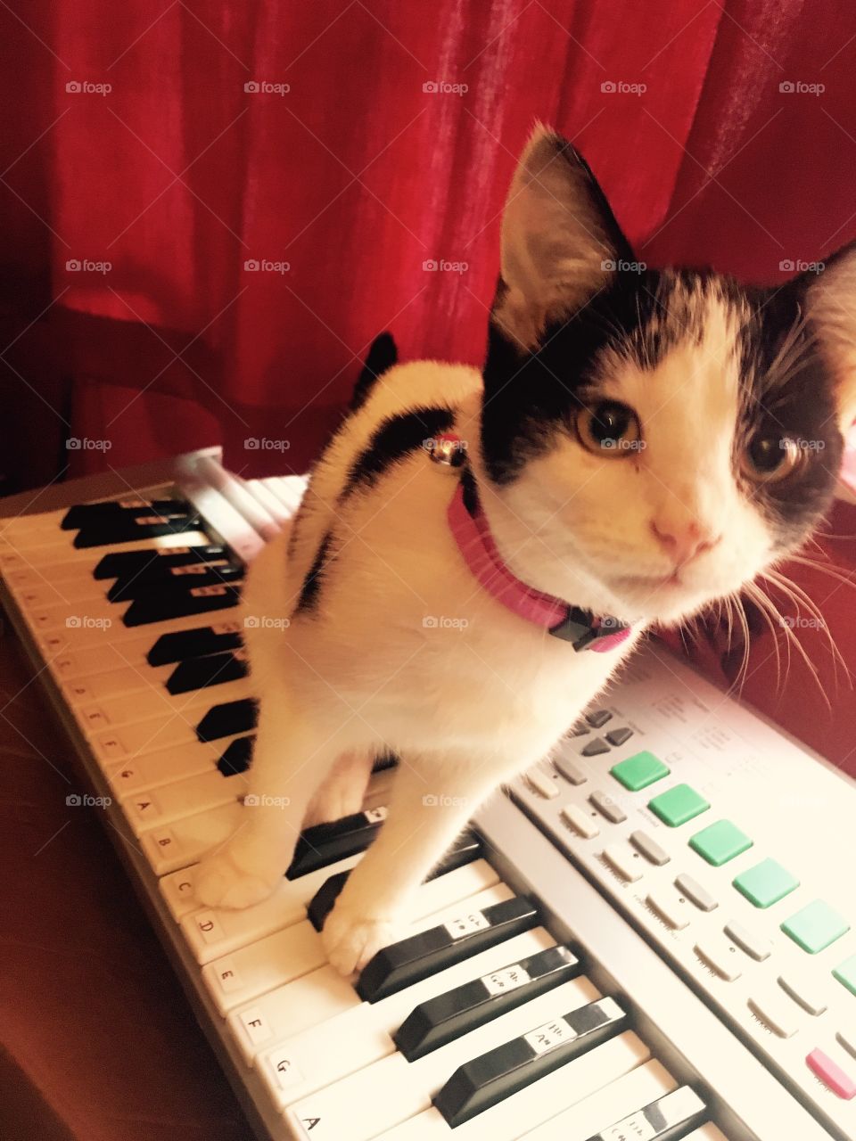 Keyboard kitty 😍🐱