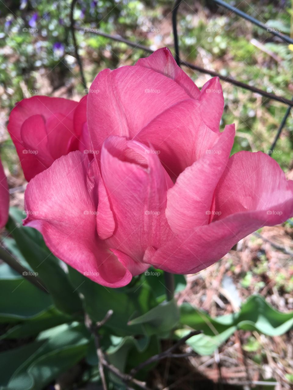 Pink Tulip Bulb In Full Bloom