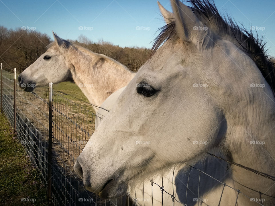 Gray horses by fence at farm