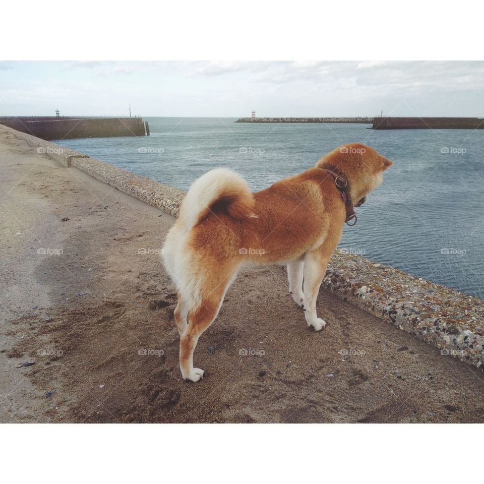 Shiba on the lookout