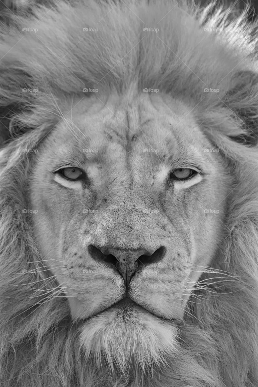 Portrait of a lion