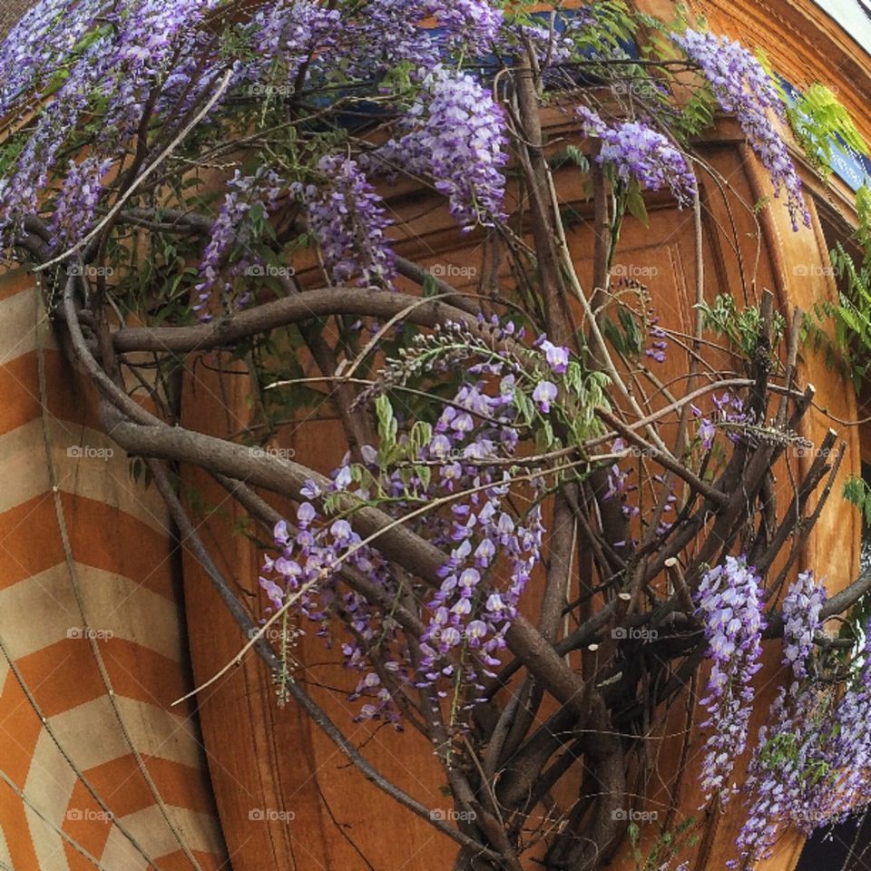 Wisteria 