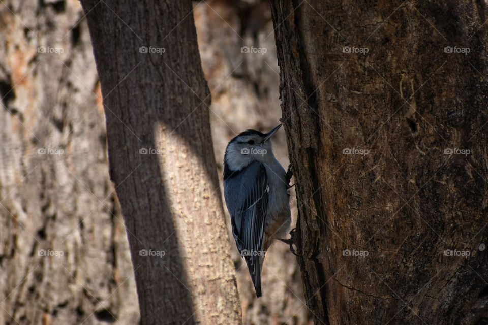 White-breasted nuthatch searching for food under tree bark in Ohio in midwestern United States 