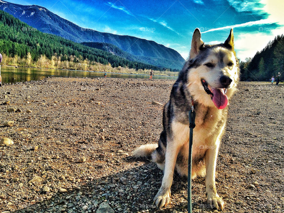 nature dog mountains husky by eswp