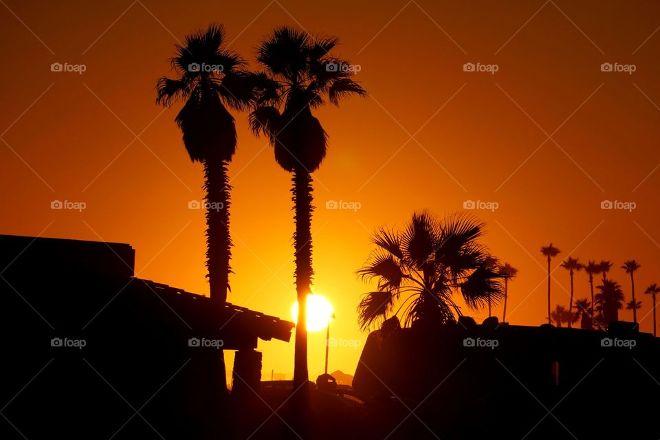 Sun Between the Palms