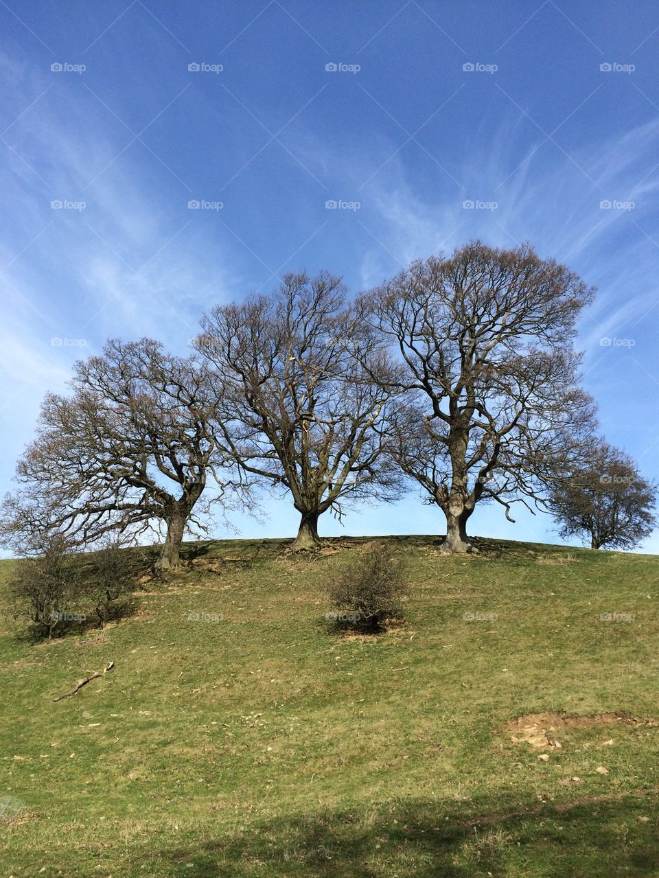 Three Trees