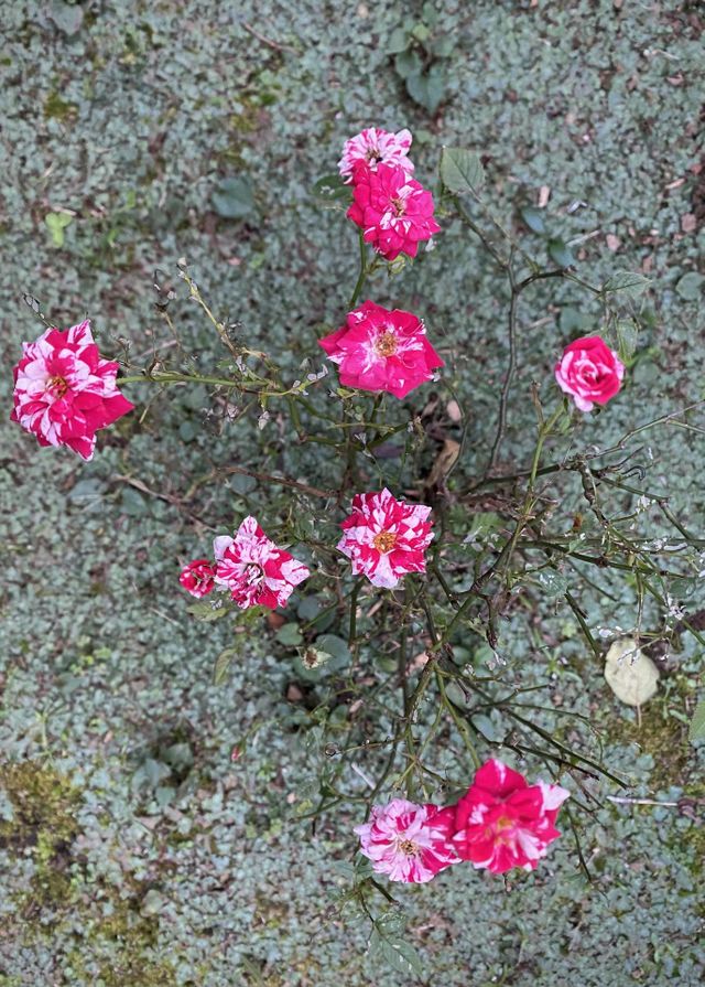 Miniature roses 