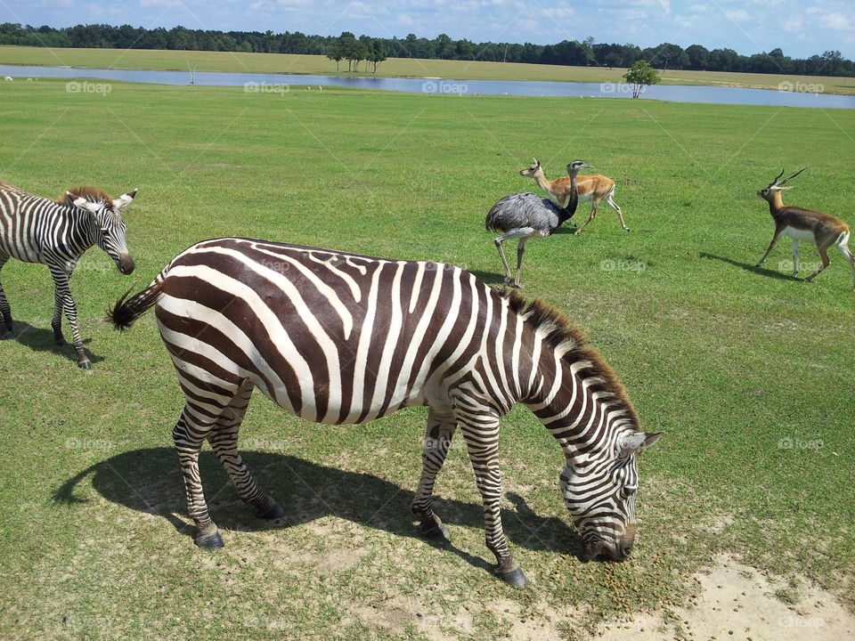 Zebra wildlife