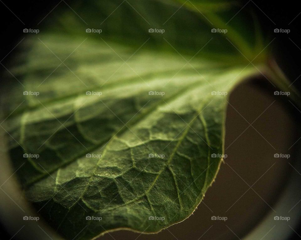 Close-up leaf shot, with shallow depth of field, beautiful shot.