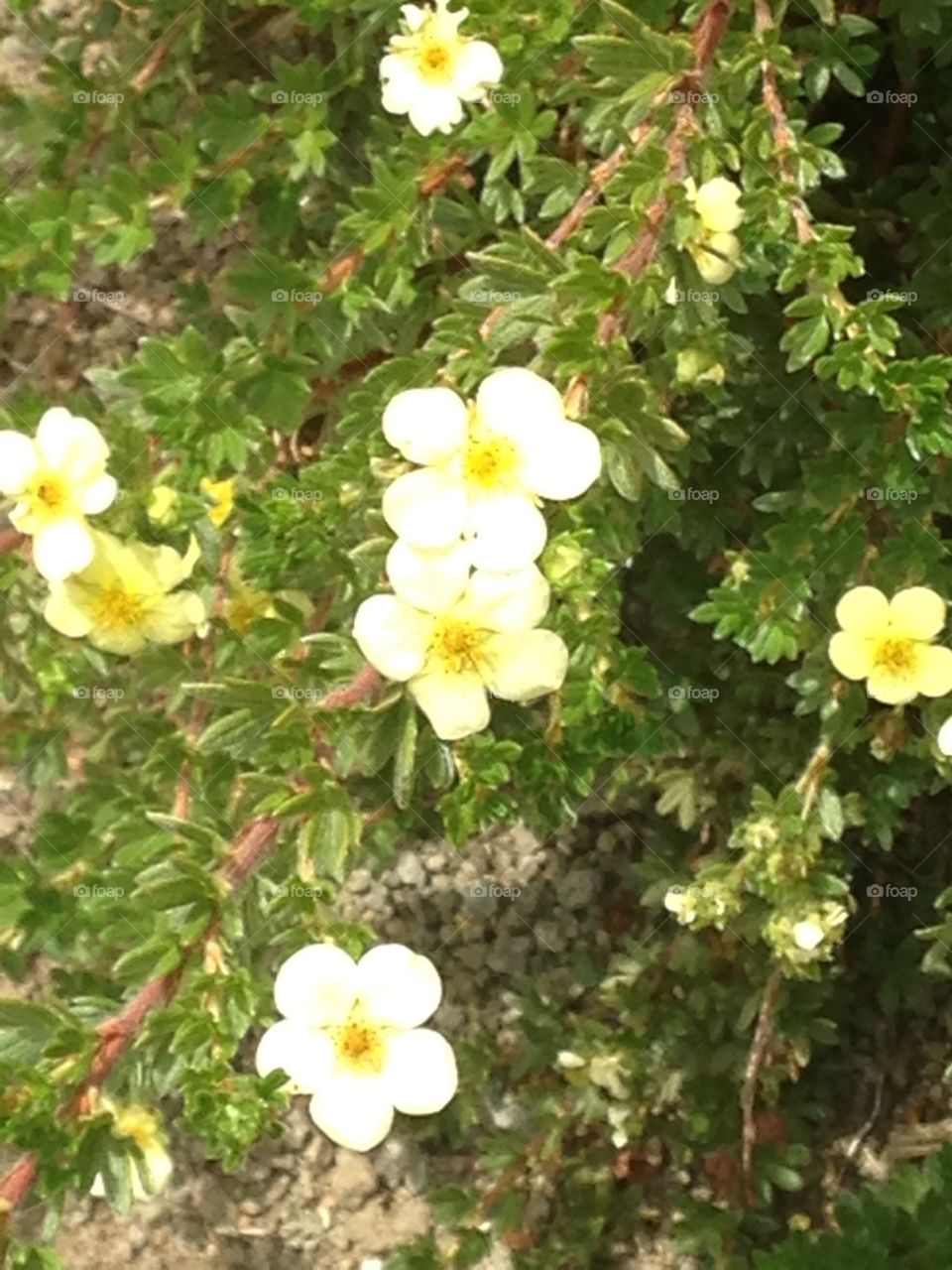Little yellow flowers 