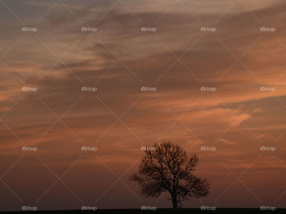 The lonely tree. Lication: Eslöv, Sweden 