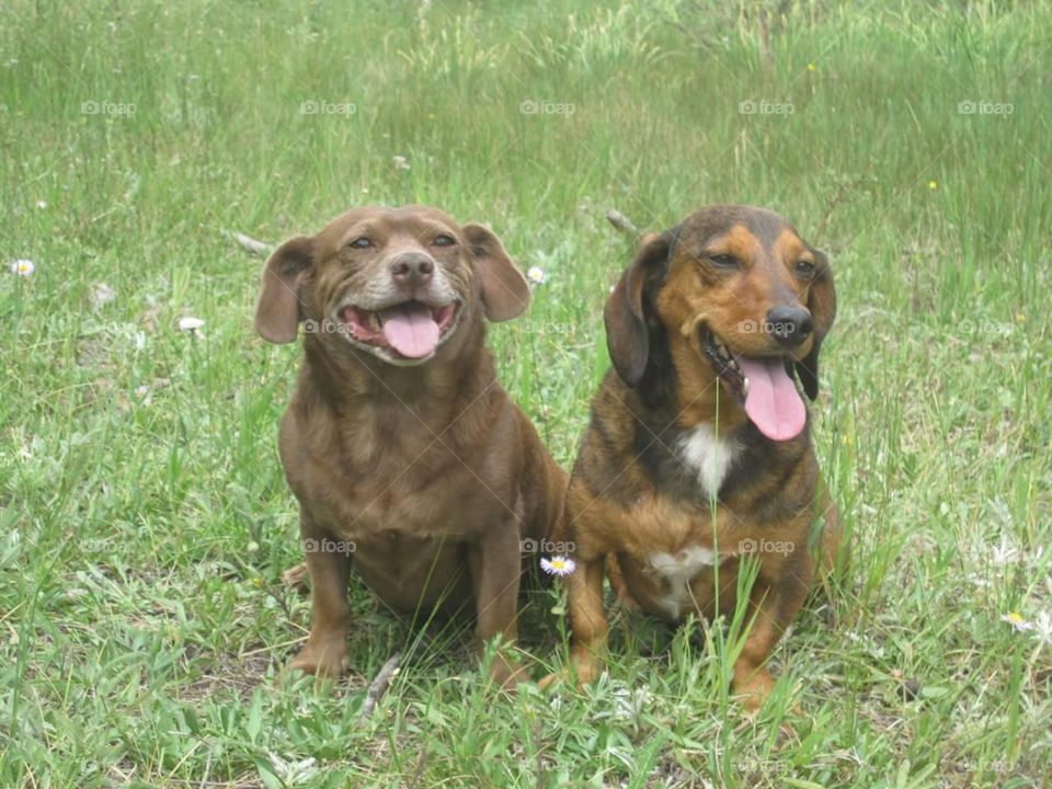 All Smiles. My dogs, Marge and Harry are always happy in the Colorado mountains. 