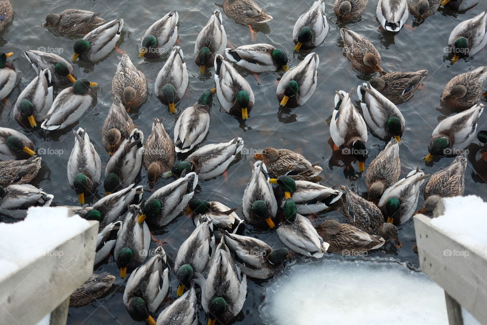 Mallards