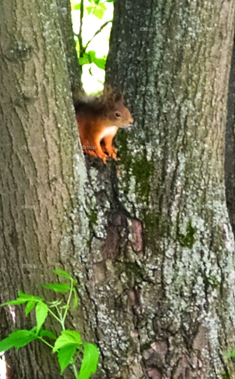 The squirrel hid between the trunk the tree