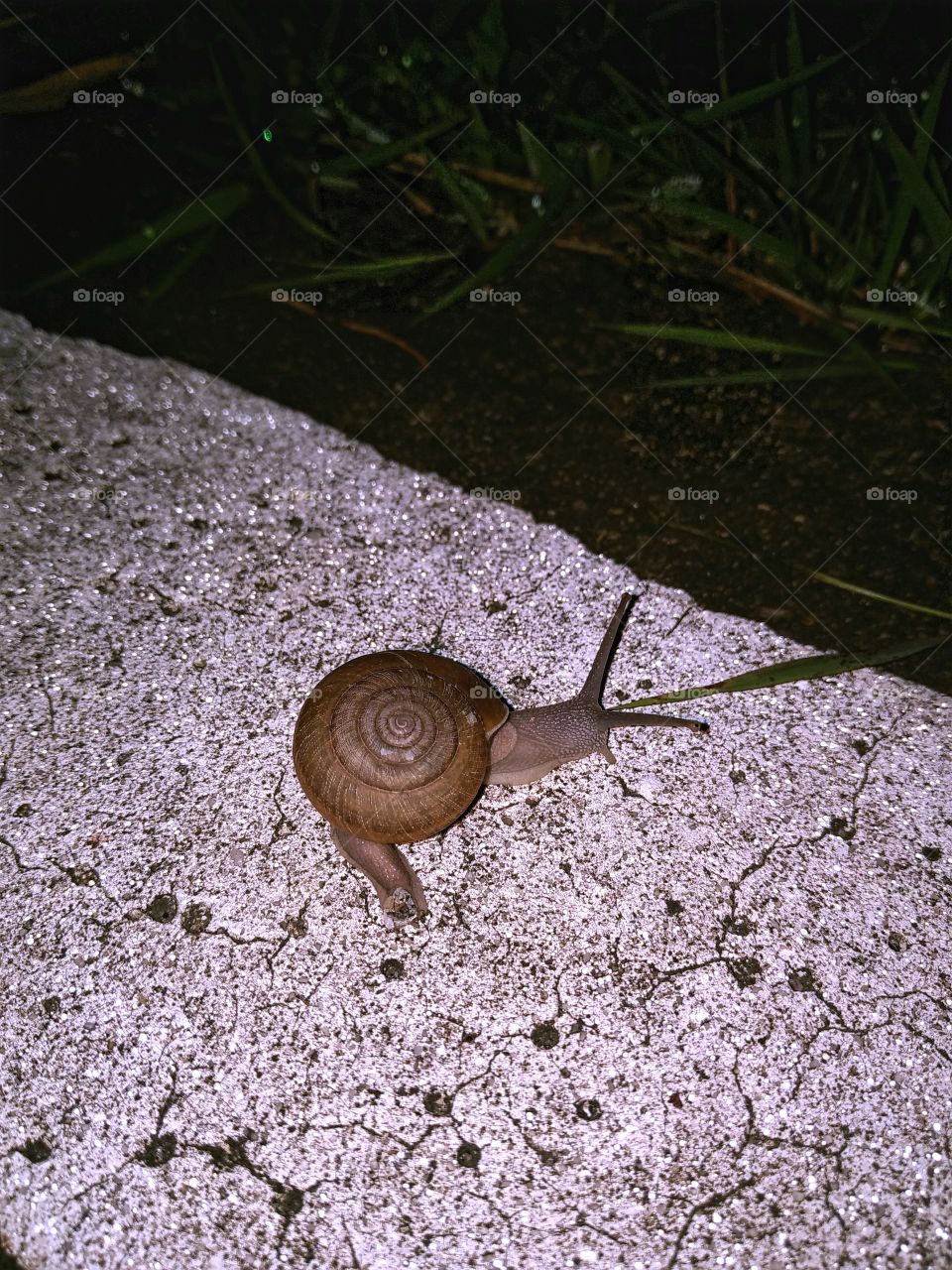 snail on wayside