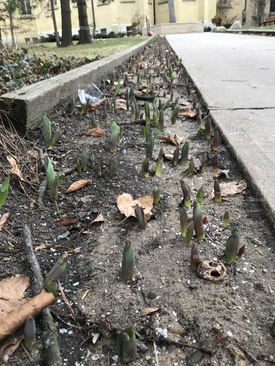 Pre-Spring plants 