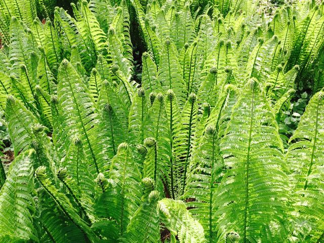 The Beauty of Nature: Fresh Fern