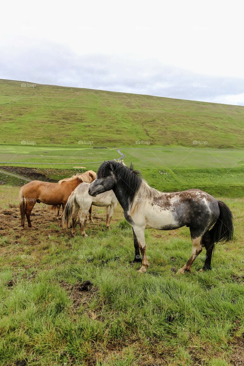 Los caballos están juntos en las llanuras verdes