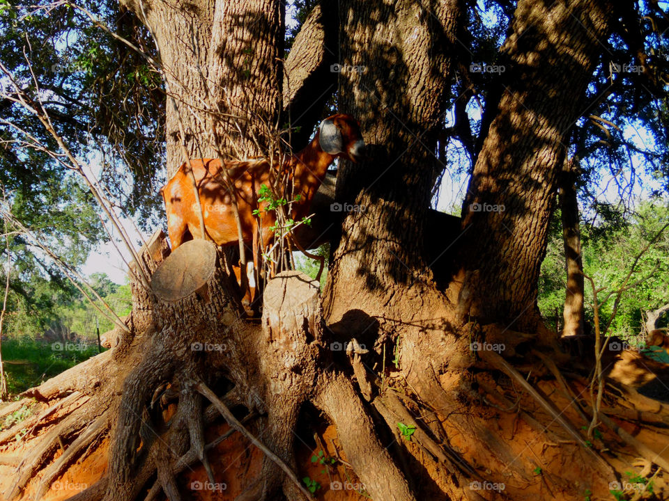goat farm pic 3. here is a closer view of these silly goats up in this tree