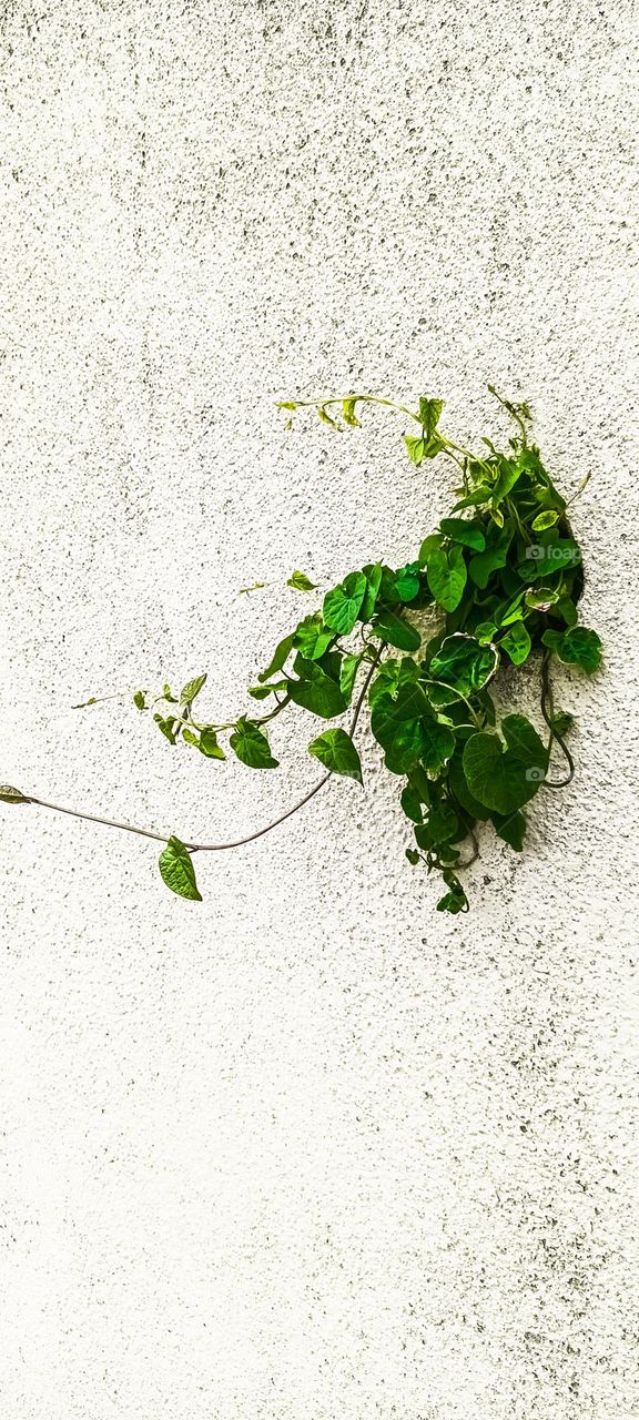 plants in unusual place