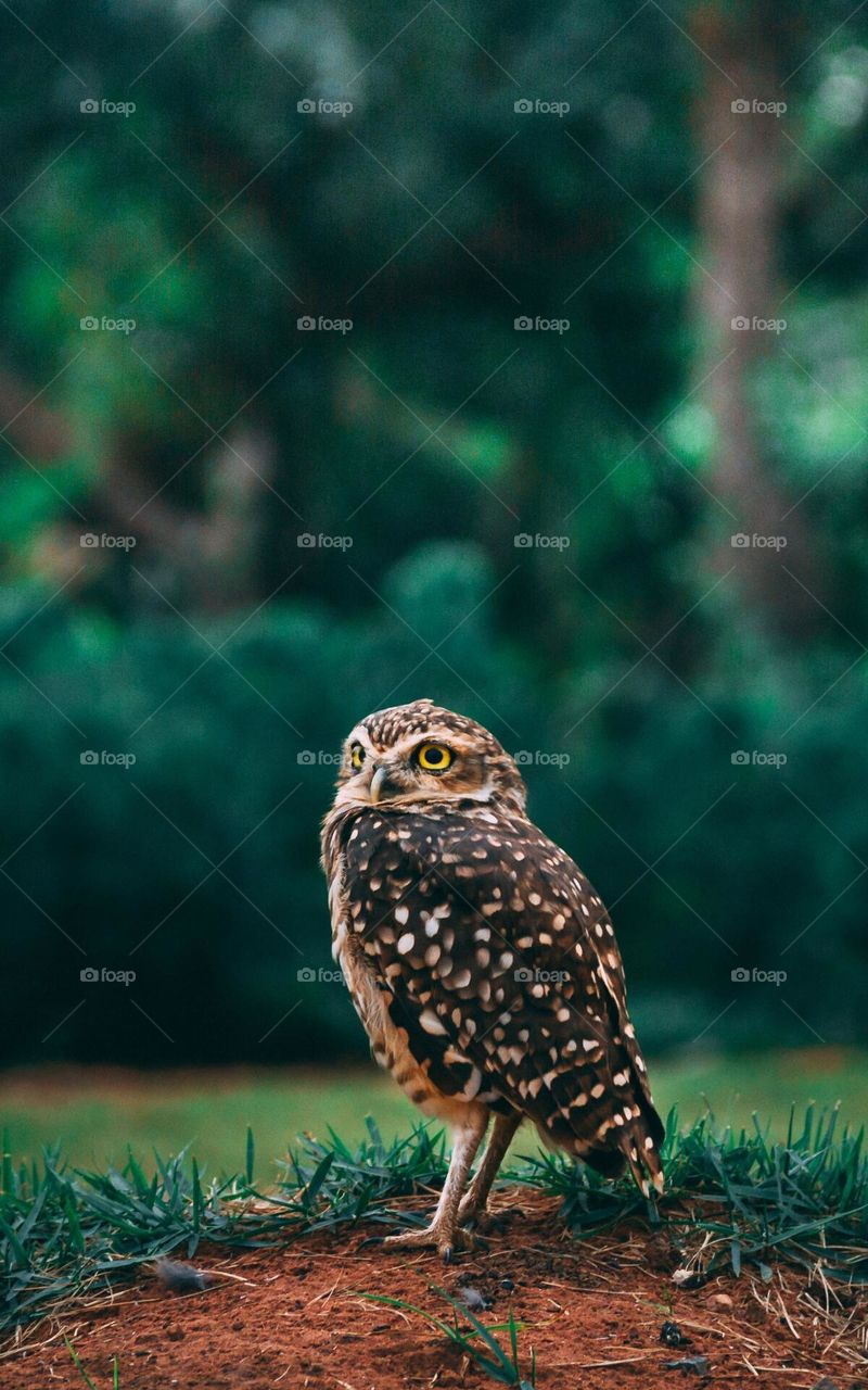 owl, bird, wild bird
