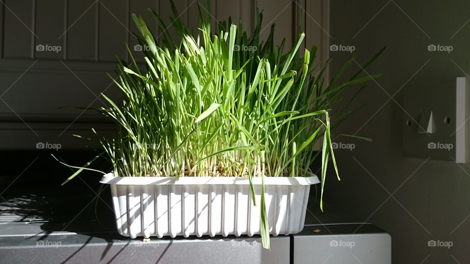 cat grass